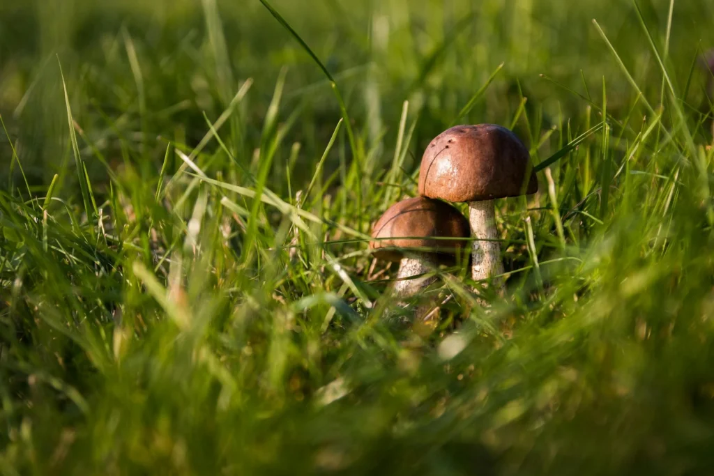 The Essential Guide to Fall Lawn Care